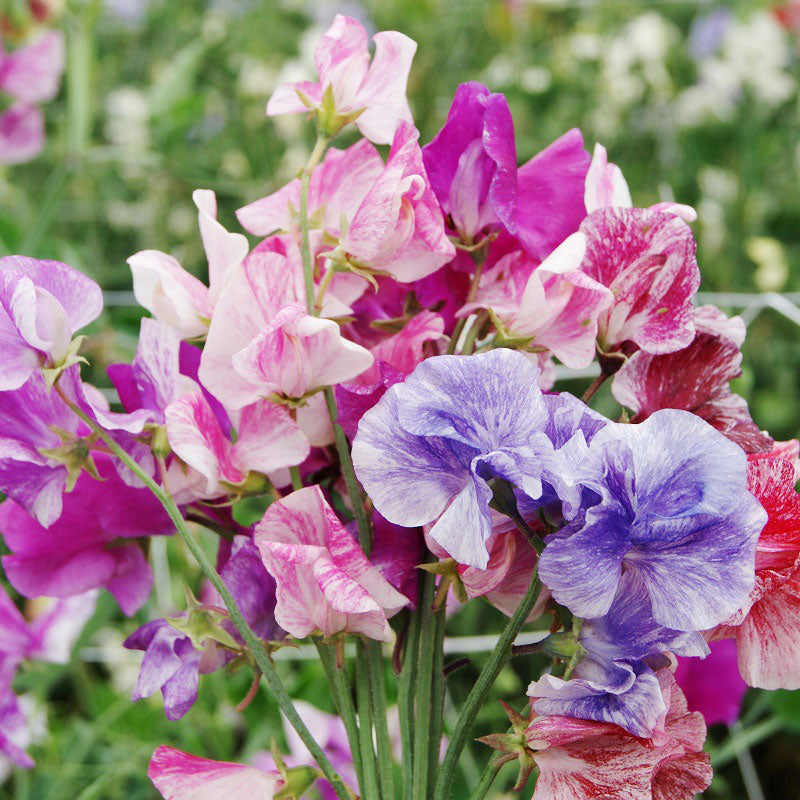 Sweet Pea Seeds - Streamer Mix