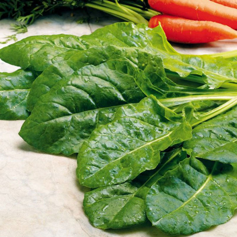 Swiss Chard Seeds - Perpetual Spinach