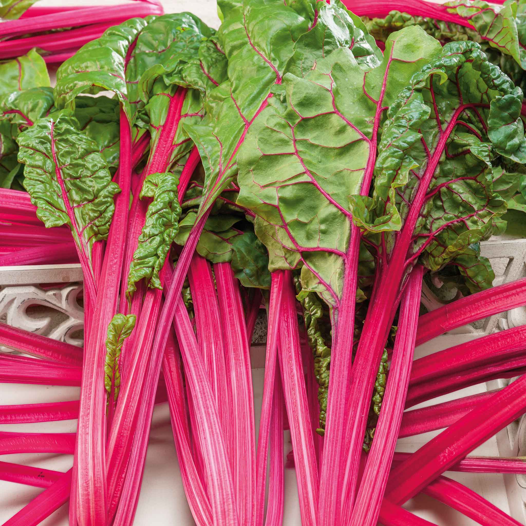 Swiss Chard Seeds - Pink Lipstick