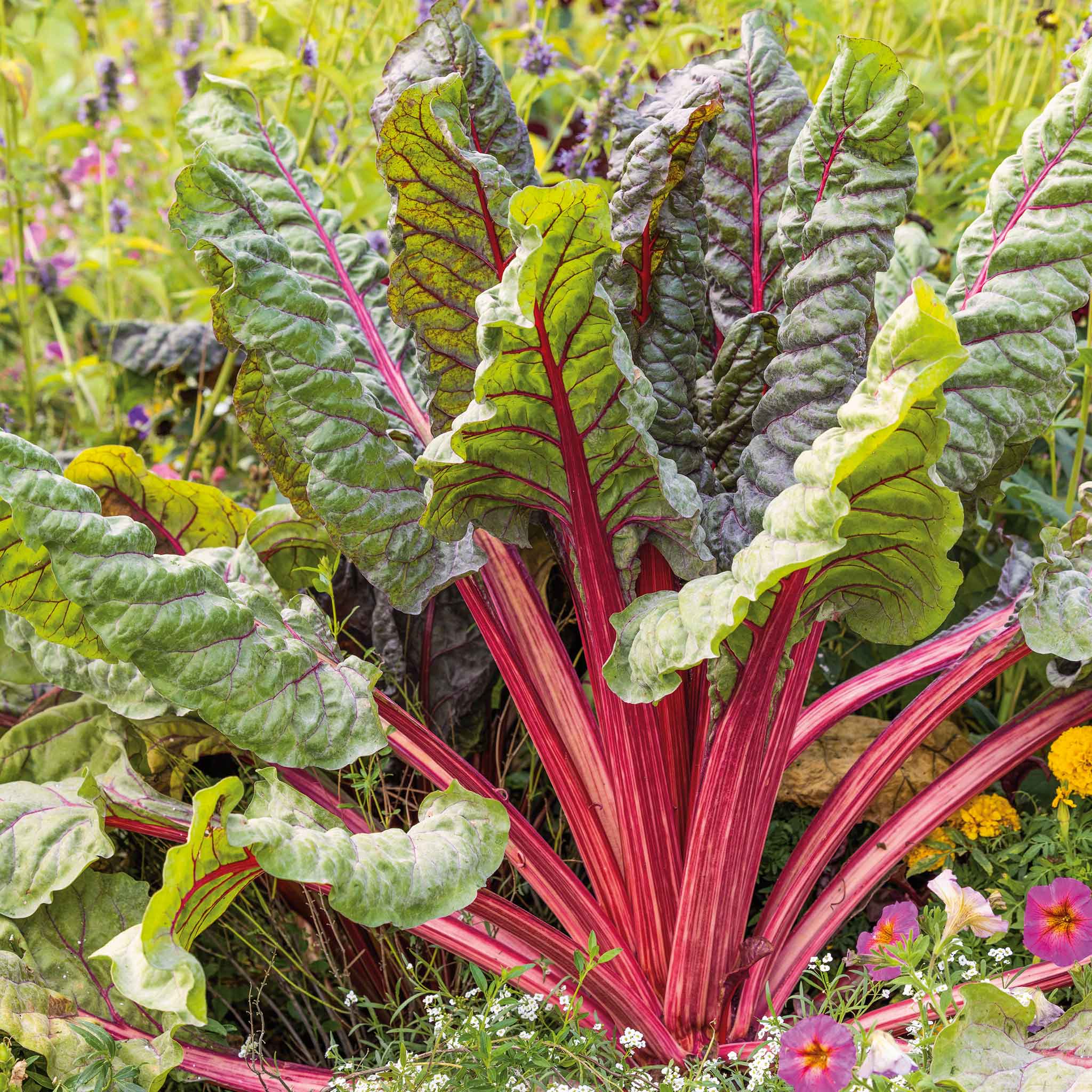 Swiss Chard Seeds - Ruby Red