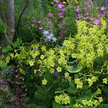 Tobacco Flower Seeds - Lime Green