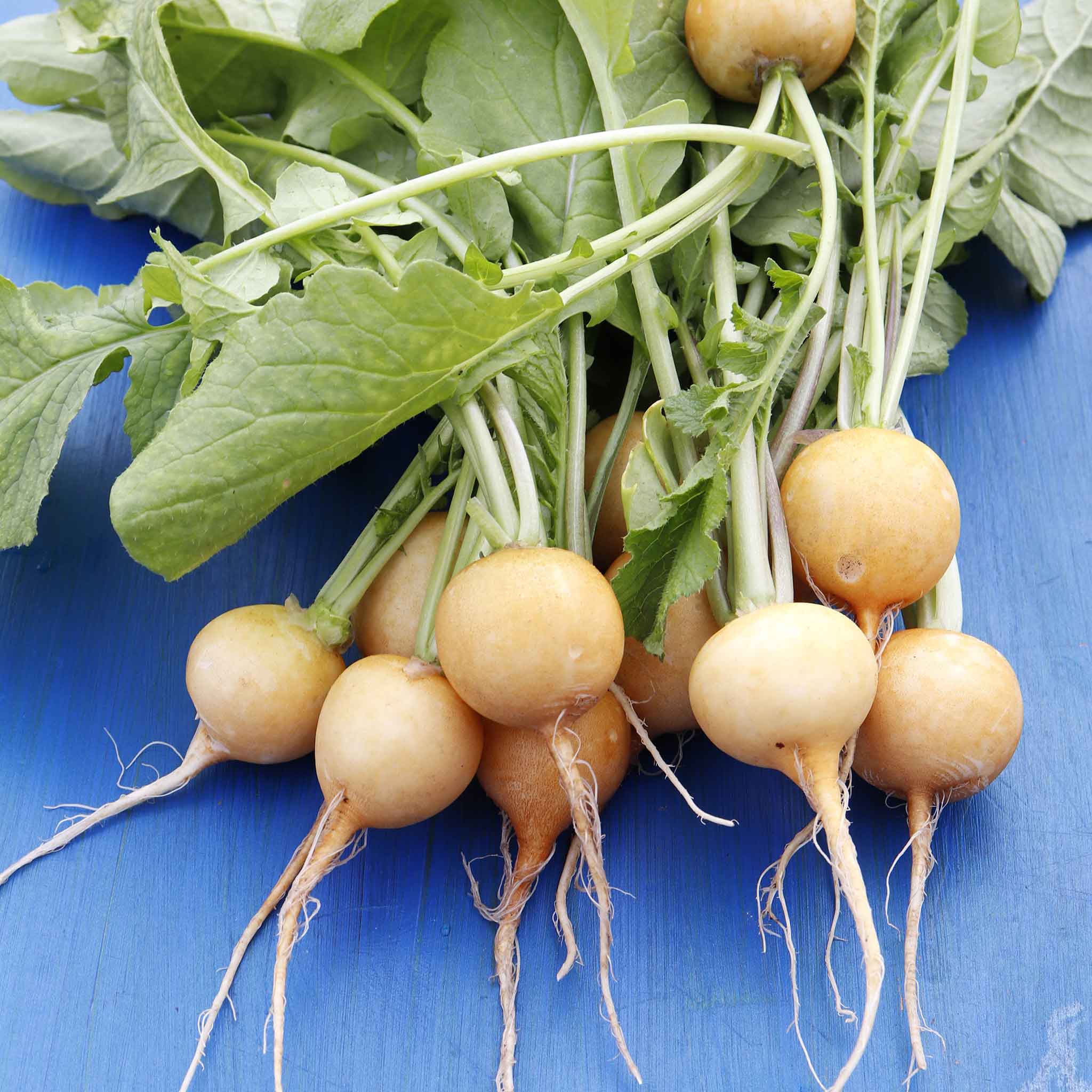 Turnip Seeds - Golden Ball