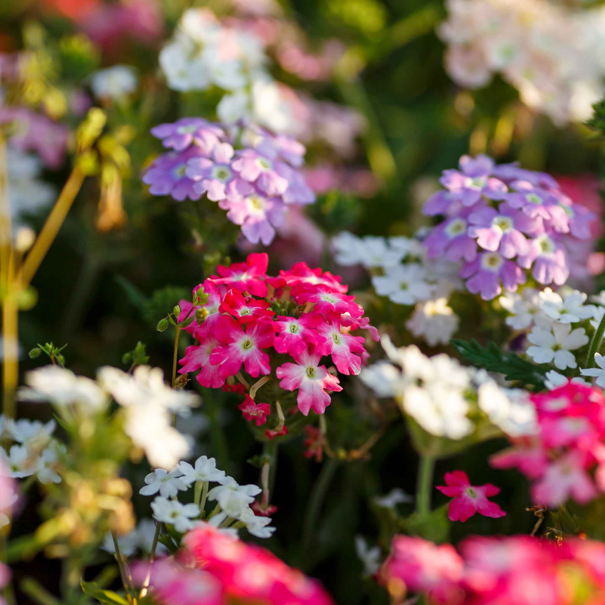 Verbena Seeds - Compacta Mix