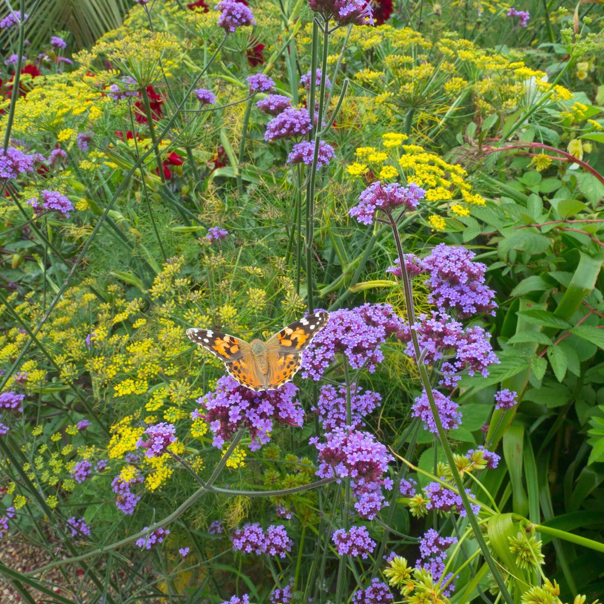 Verbena Seeds - Purple Top