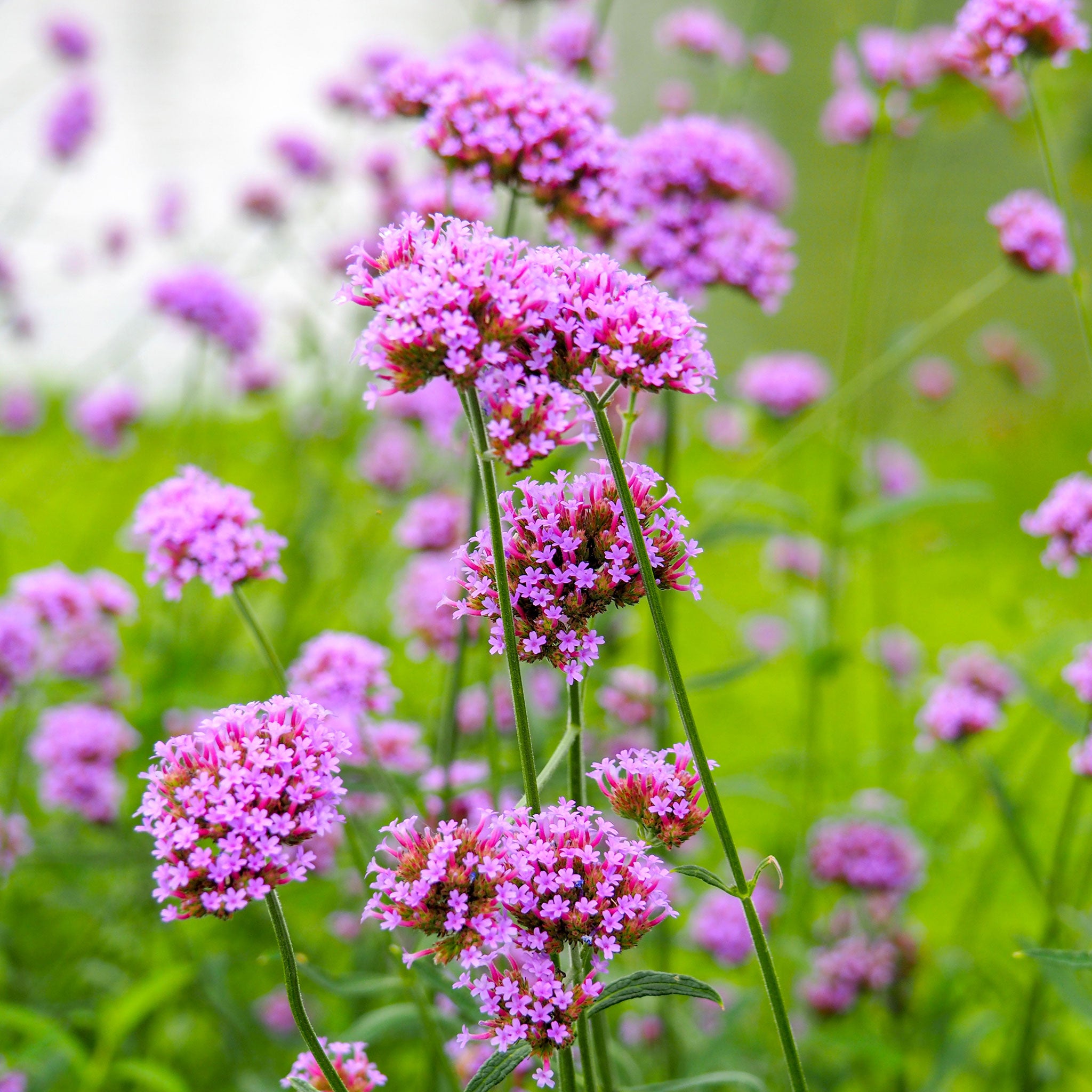 Verbena Seeds - Purple Top