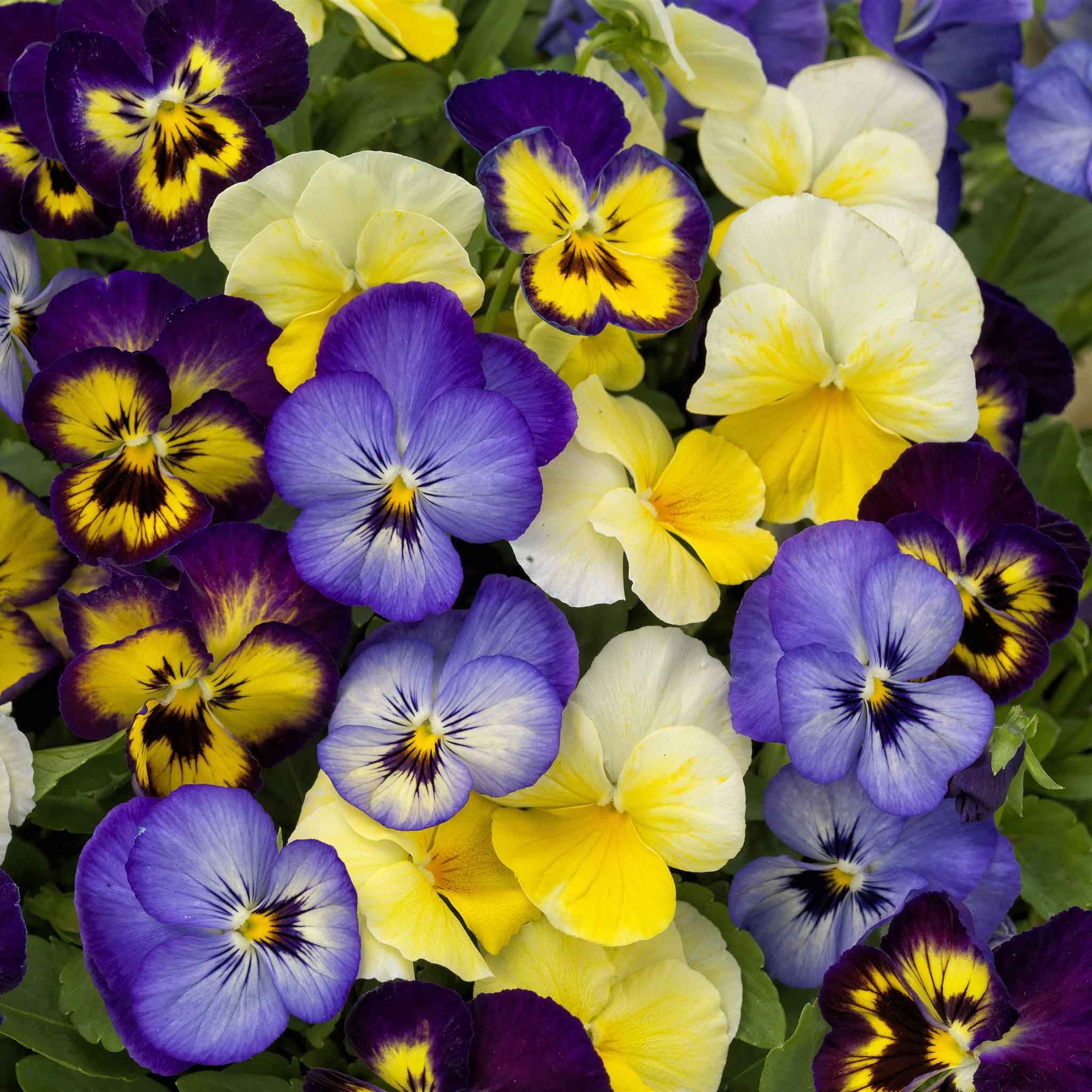 Viola Seeds - Colormax Lemonberry Pie Mix