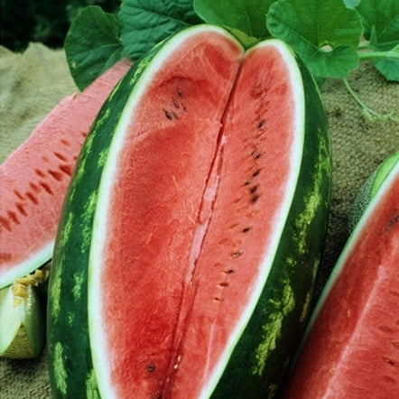 Watermelon Seeds - All Sweet