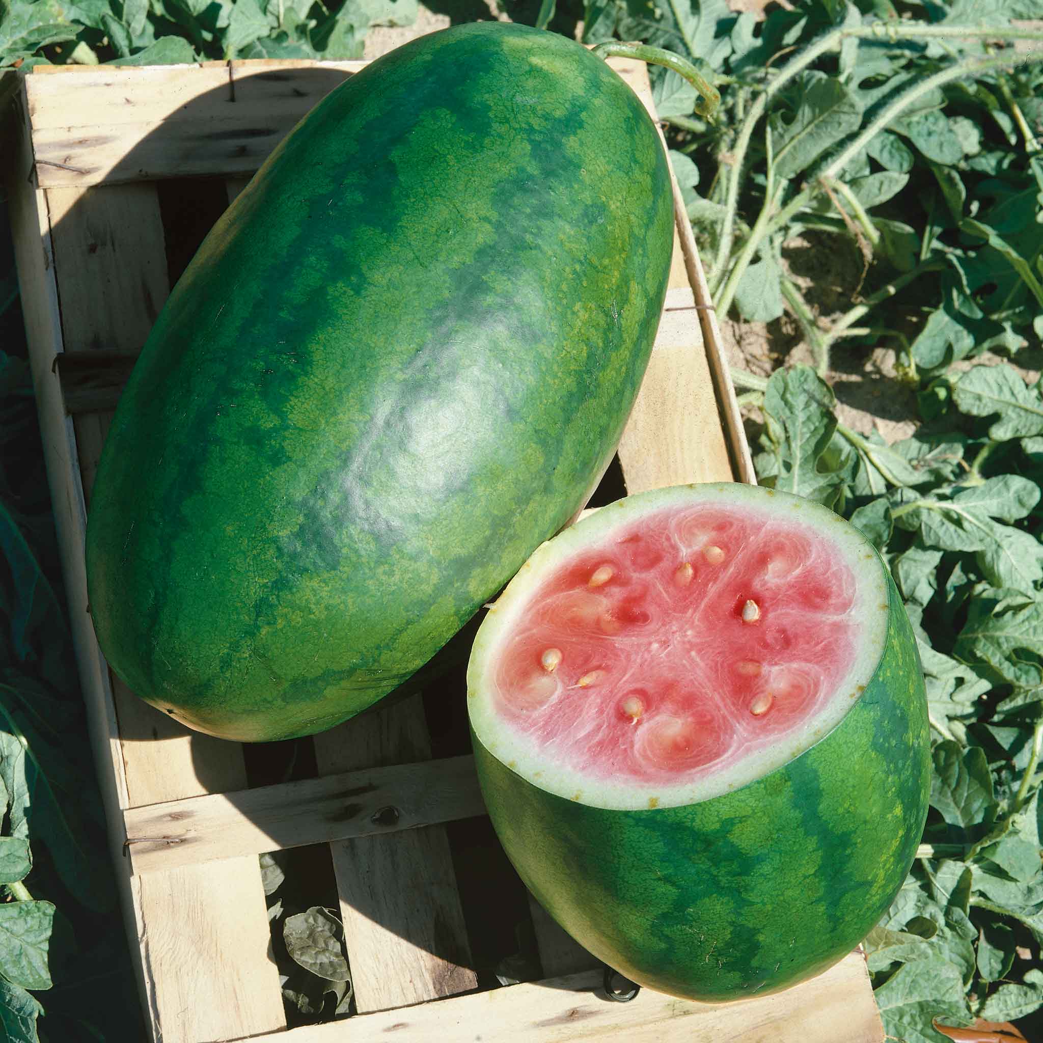 Watermelon Seeds - Congo