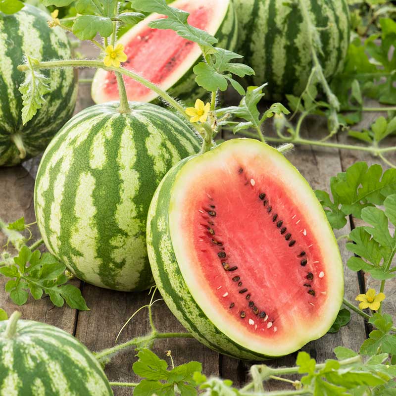Watermelon Seeds - Crimson Sweet