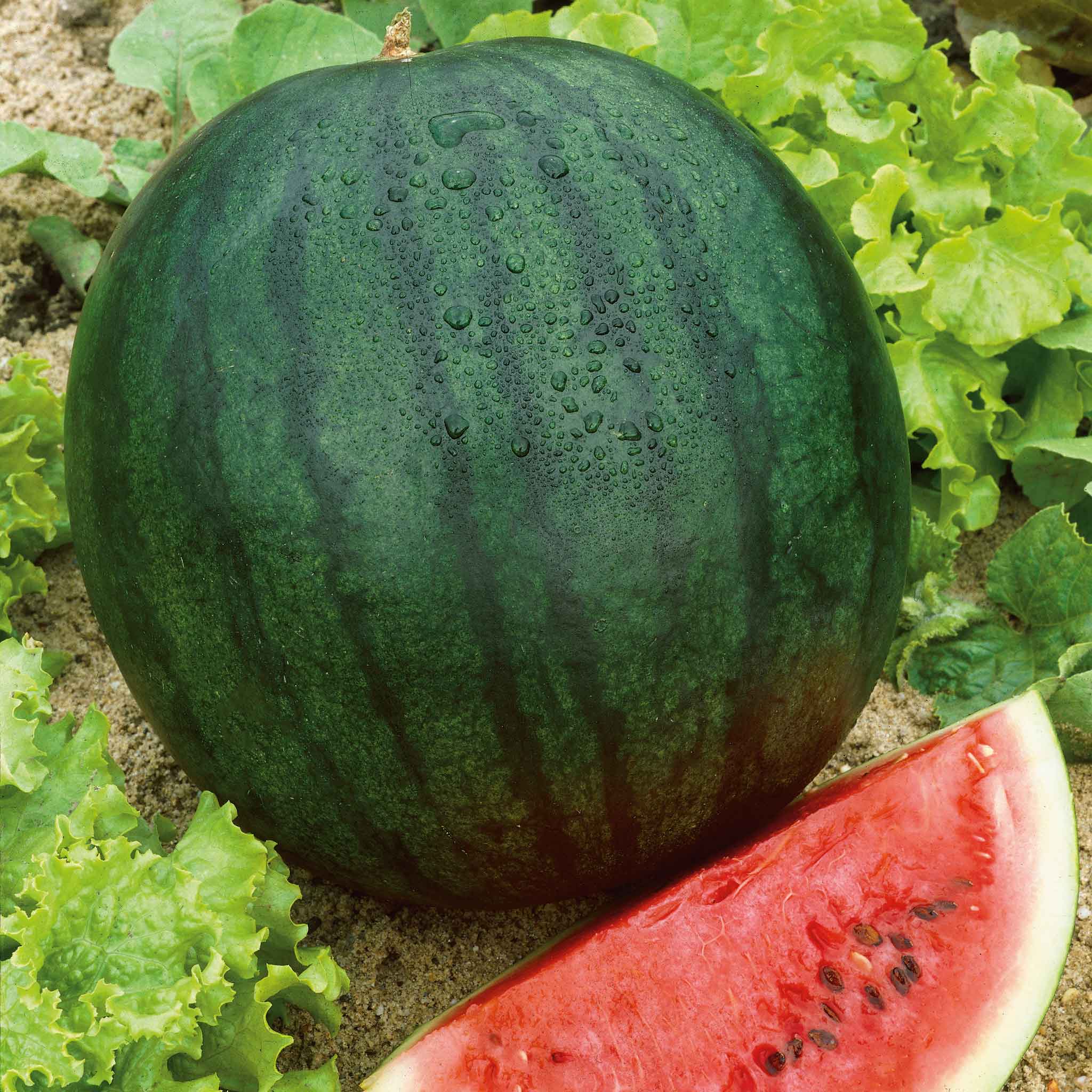 Watermelon Seeds - Florida Giant