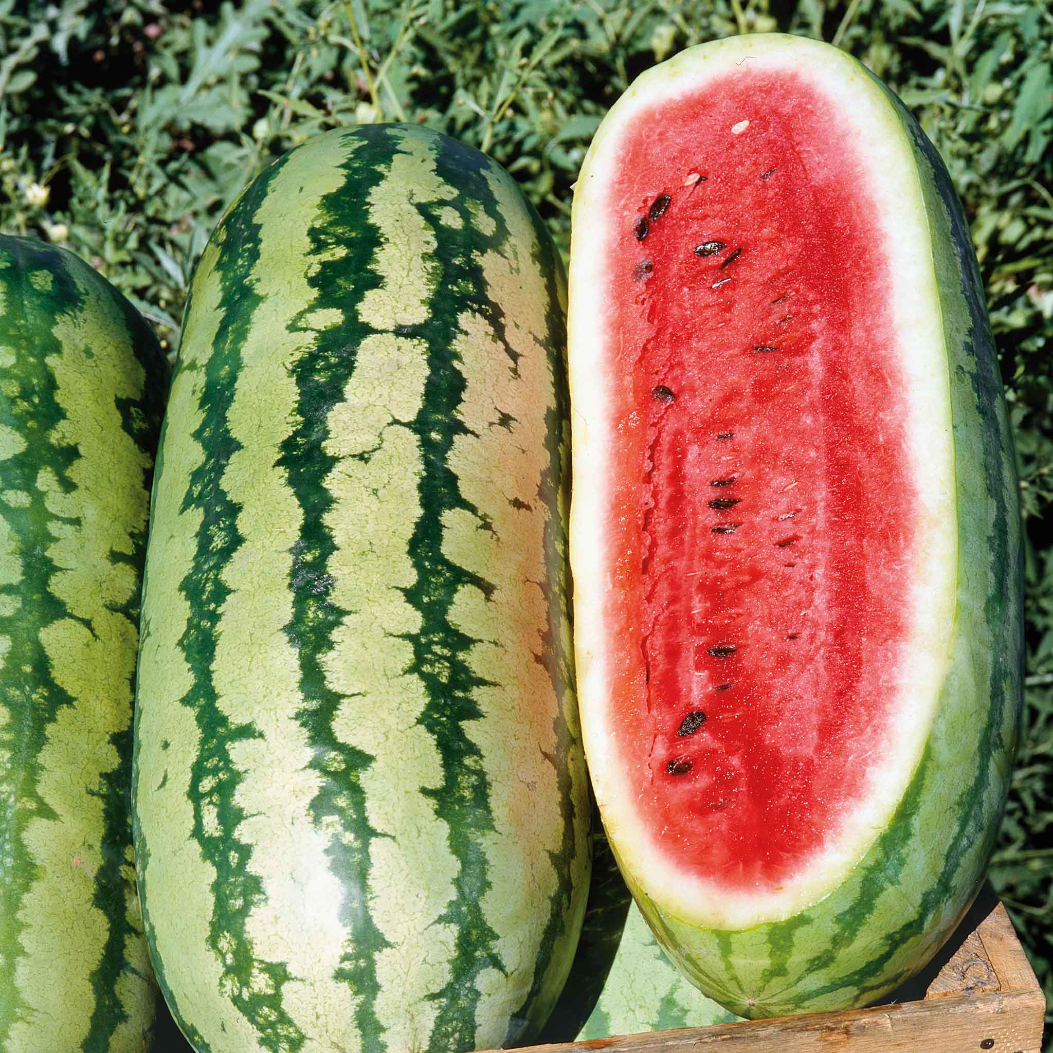 Watermelon Seeds - Georgia Rattlesnake