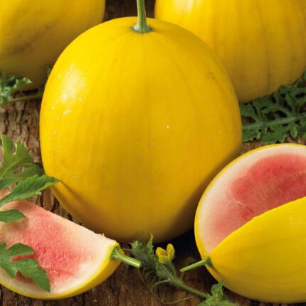 Watermelon Seeds - Golden Midget