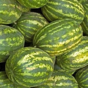 Watermelon Seeds - Klondike Blue Ribbon Striped