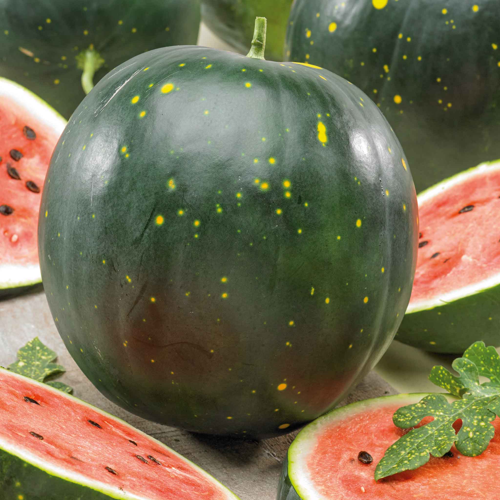 Watermelon Seeds - Moon & Stars