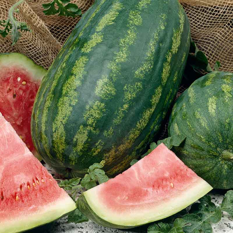 Organic Watermelon Seeds - Jubilee Improved