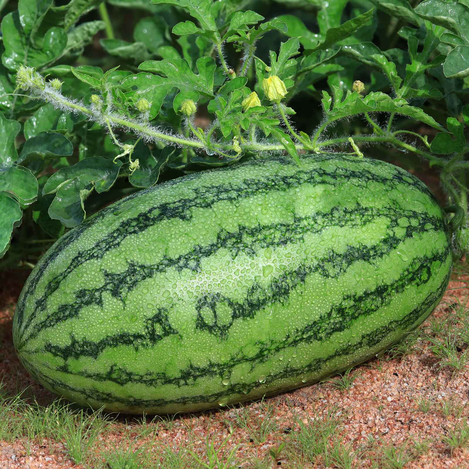 Organic Watermelon Seeds - Jubilee Improved