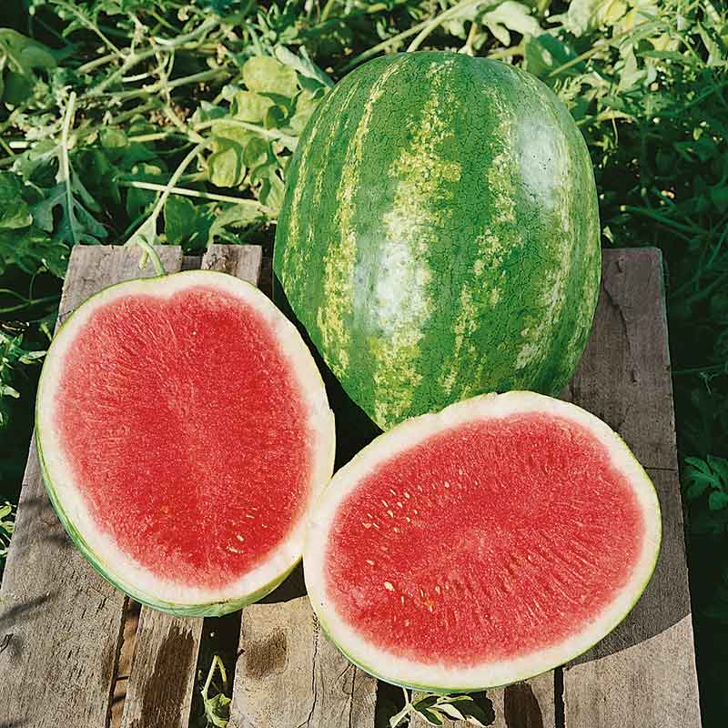 Watermelon Seeds - Triple Crown F1