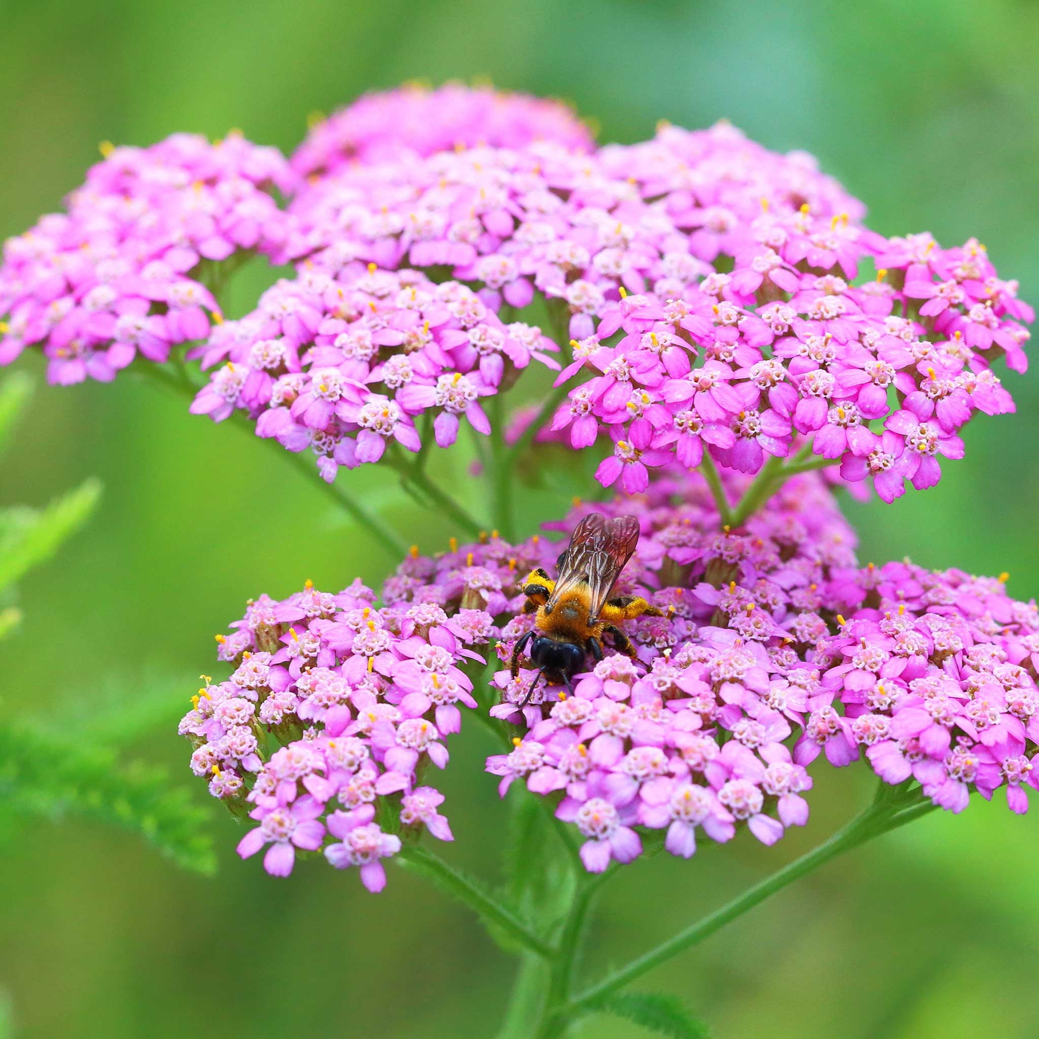 Yarrow Seeds - Cerise Queen