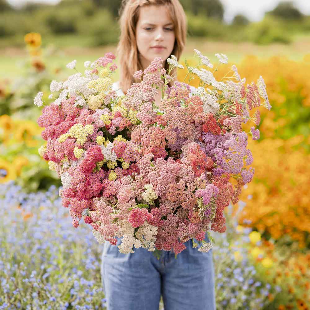 Yarrow Seeds - Colorado Mix