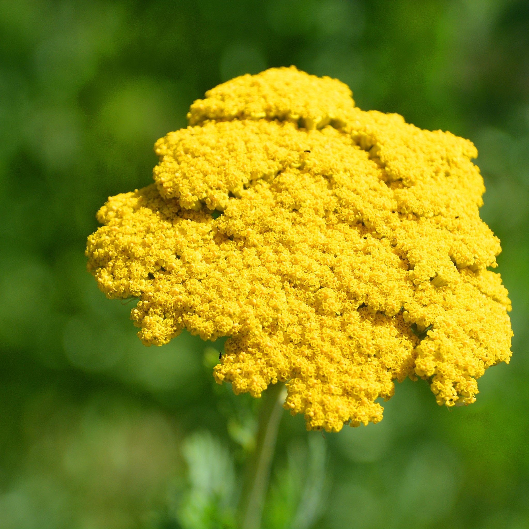 Gold Yarrow Seeds
