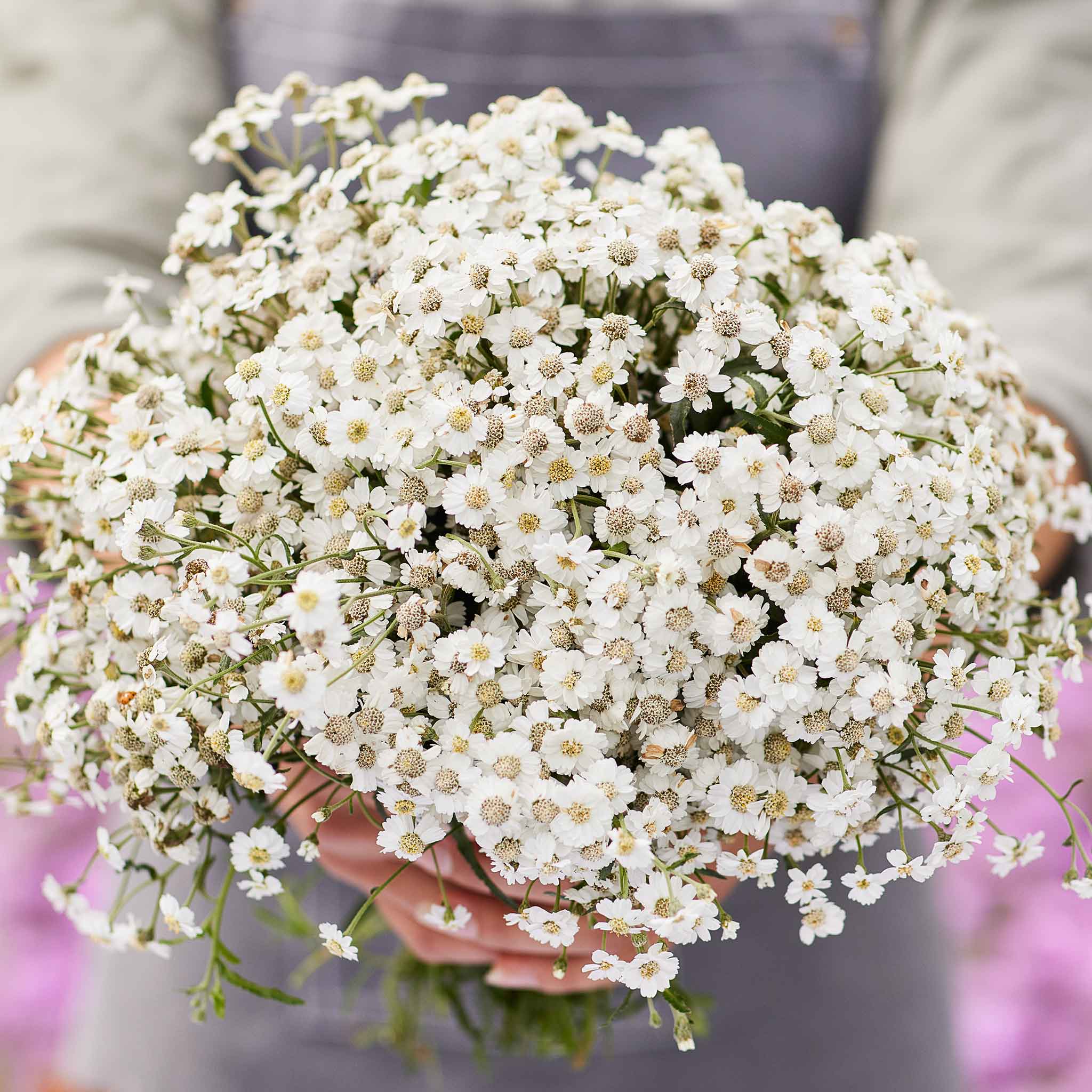 Yarrow Seeds - The Pearl