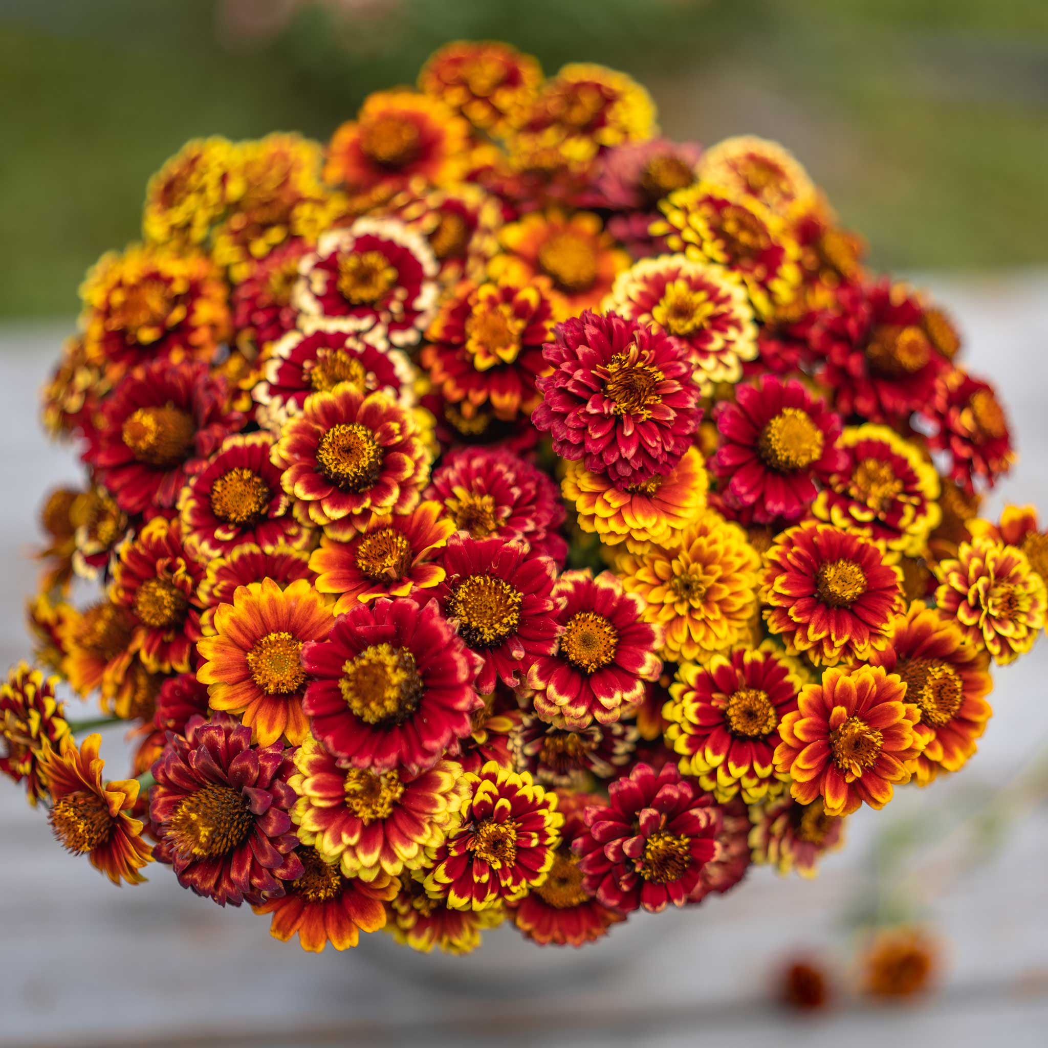 Zinnia Seeds - Aztec Mix