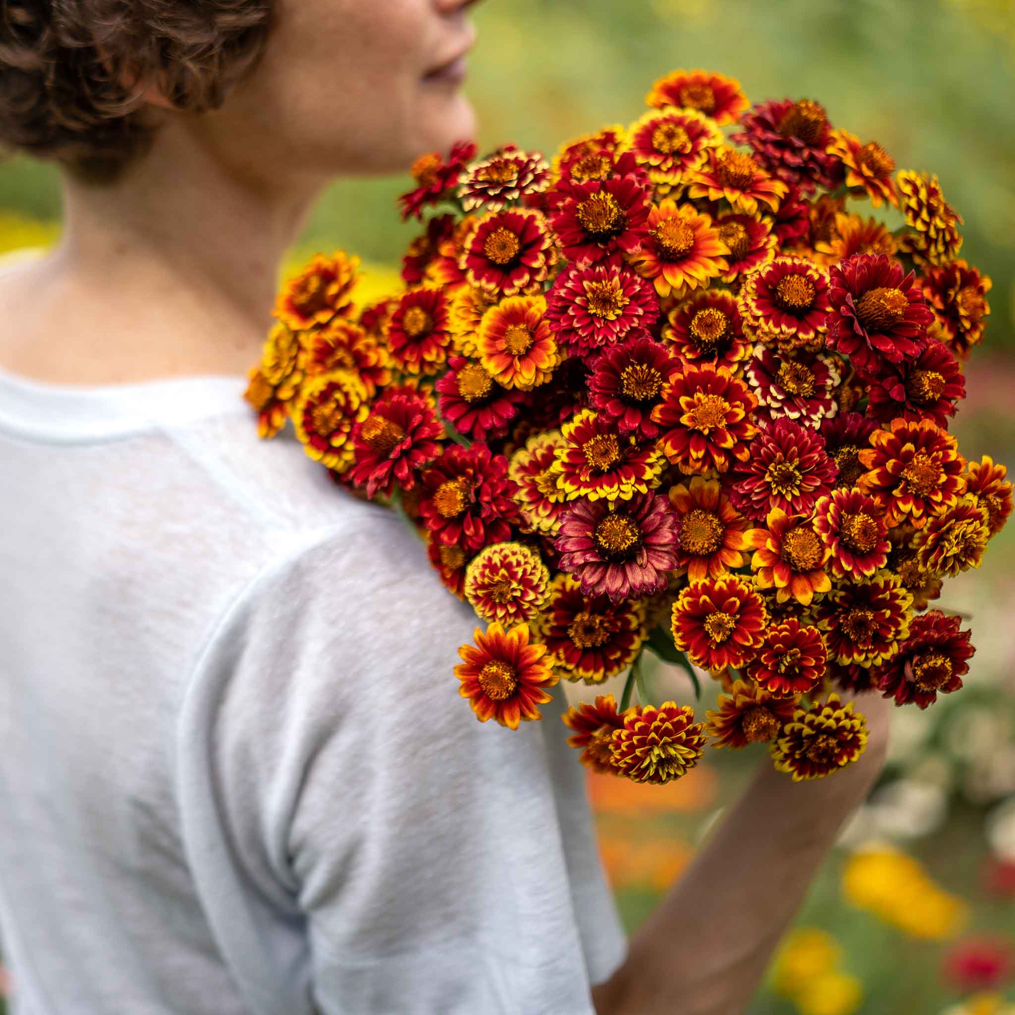 Zinnia Seeds - Aztec Mix