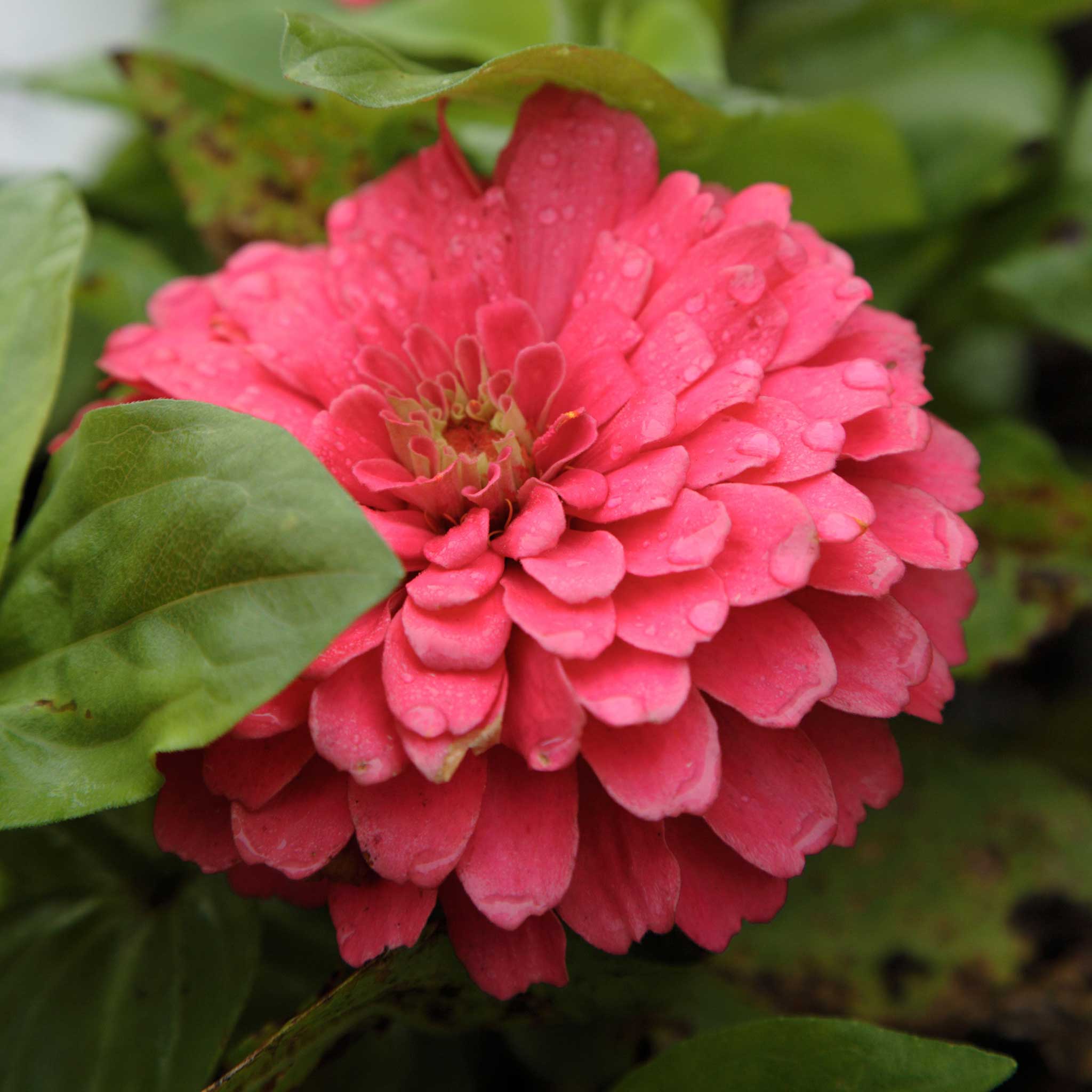 Zinnia Seeds - Benary Giant Coral