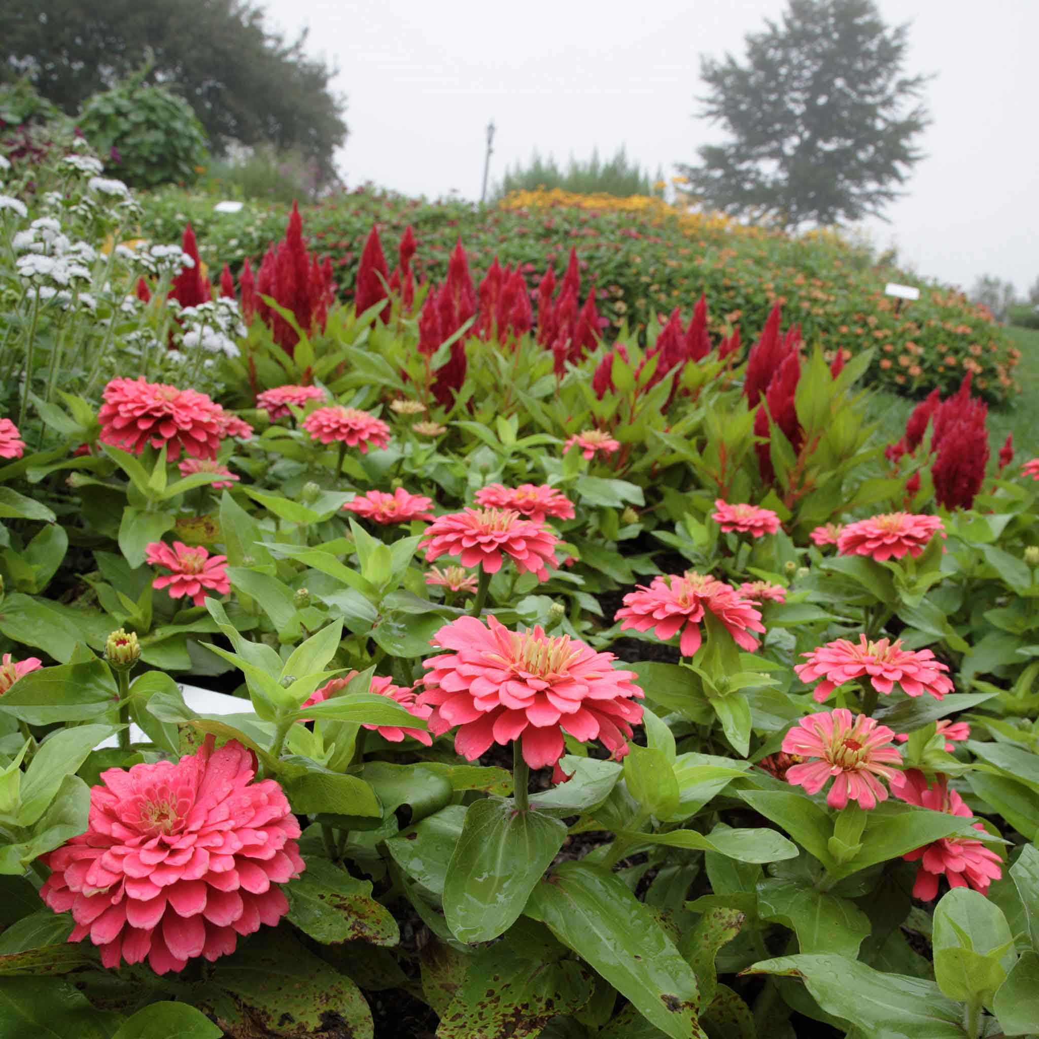 Zinnia Seeds - Benary Giant Coral