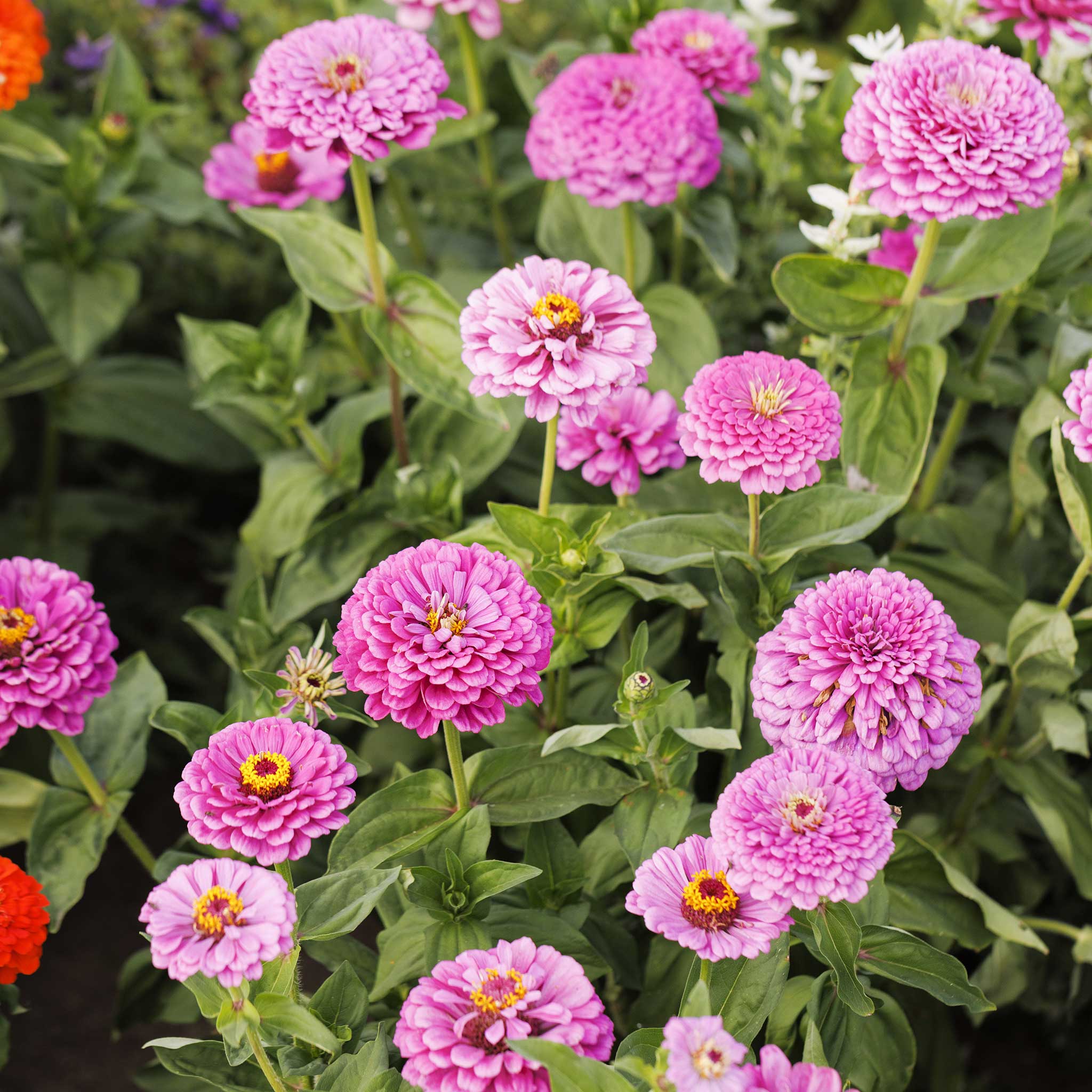 Zinnia Seeds - Benary Giant Lilac