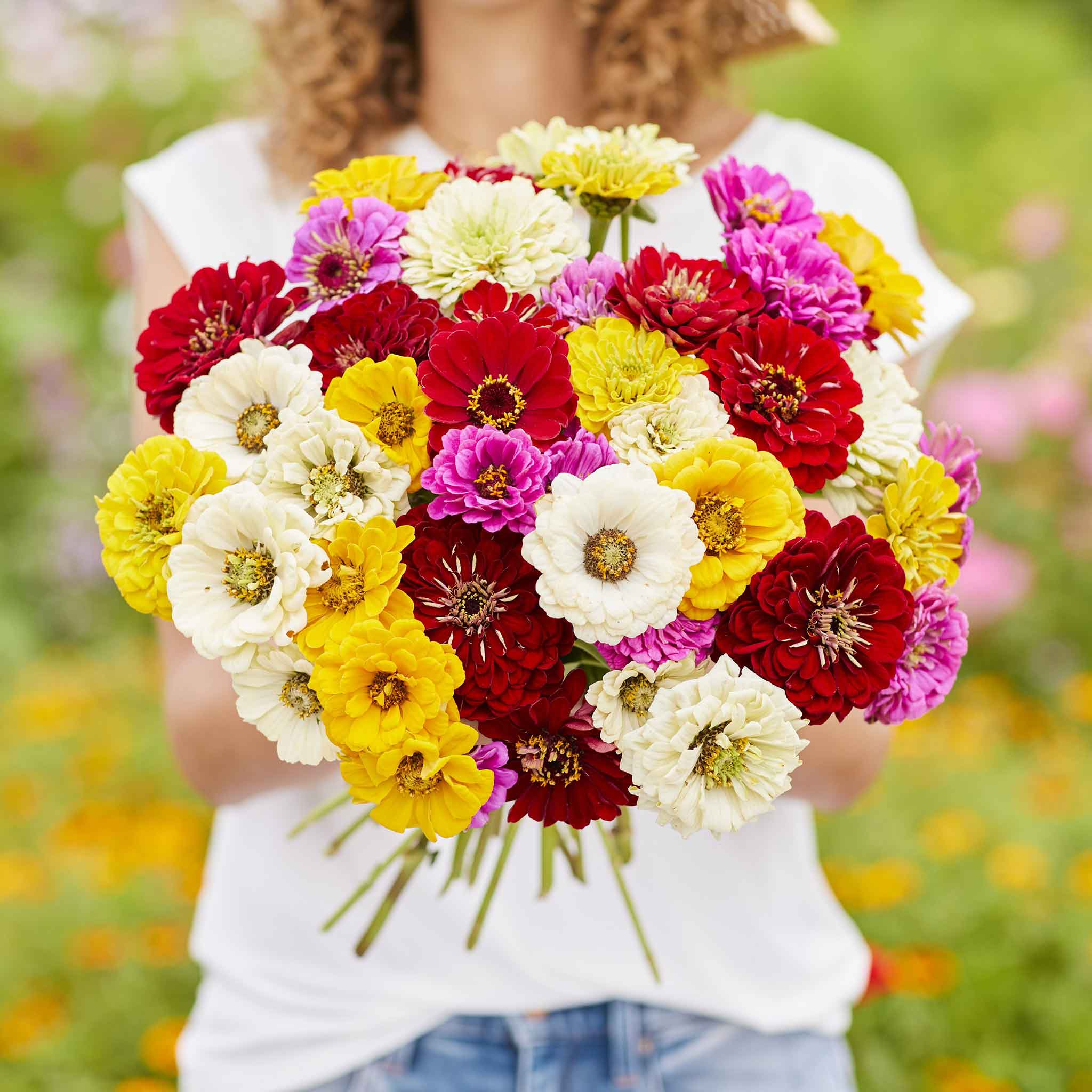 Zinnia Seeds - Benary Mix