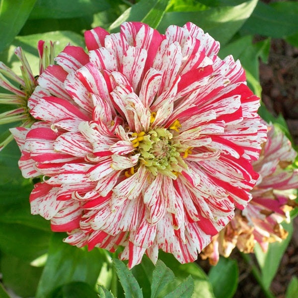 Zinnia Seeds - Bon Bon Mix