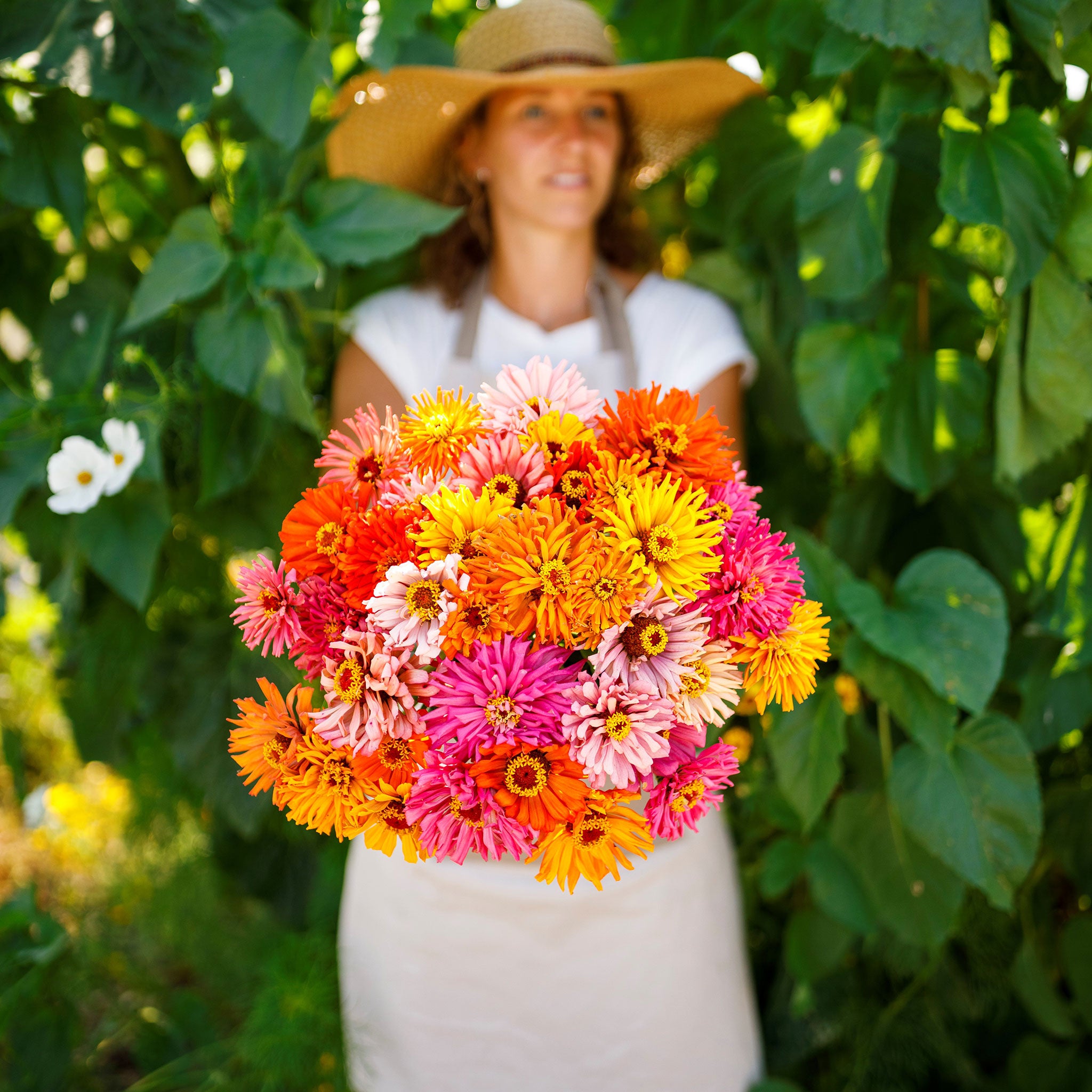 Zinnia Seeds - Burpeeana Giants Mix