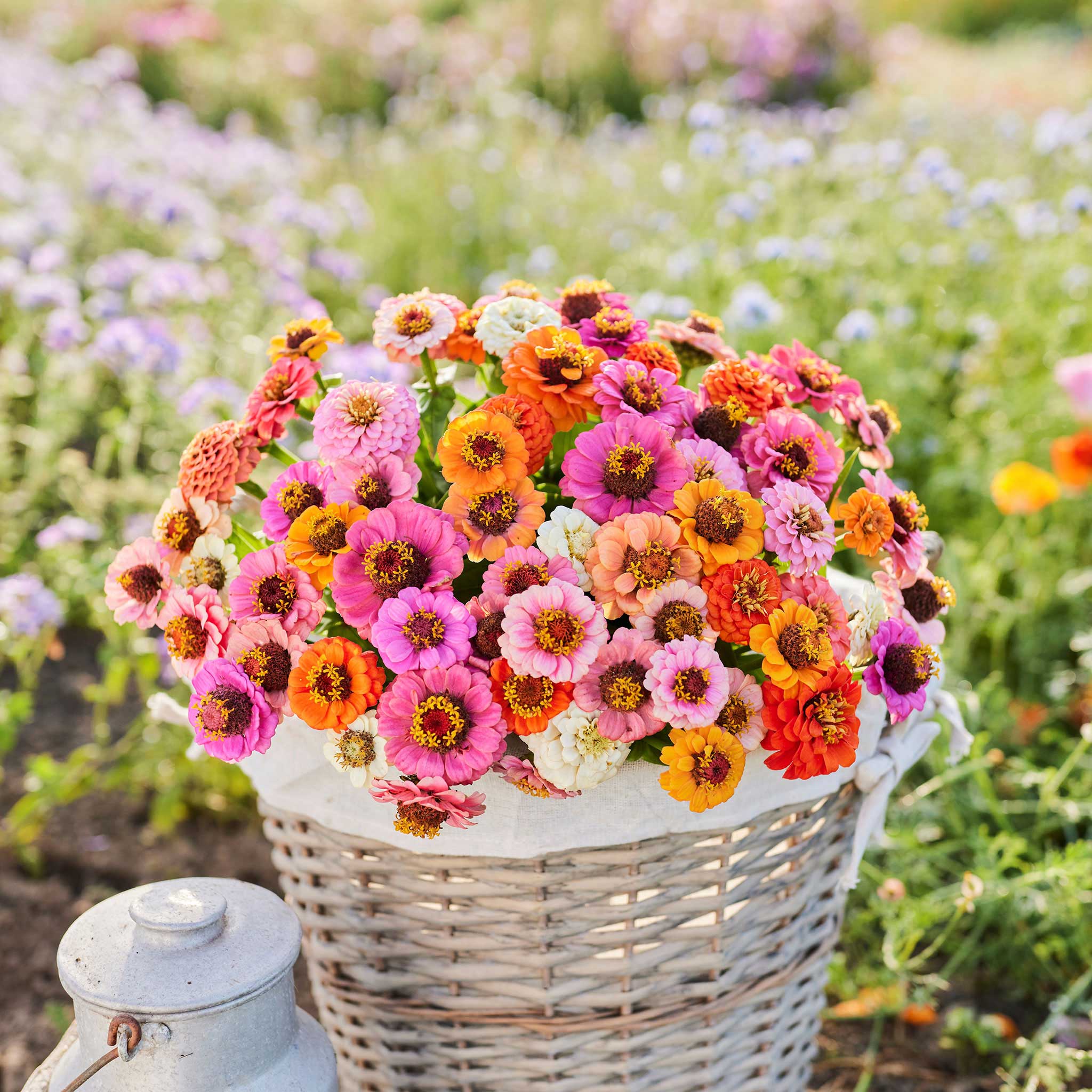 Zinnia Seeds - Button Box Mix