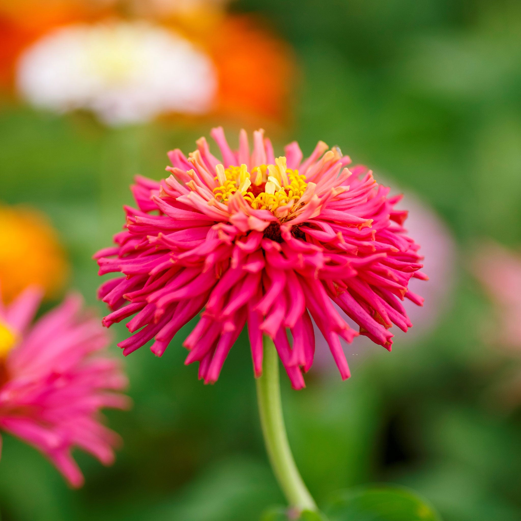 Zinnia Seeds - Cactus Flowered Mix