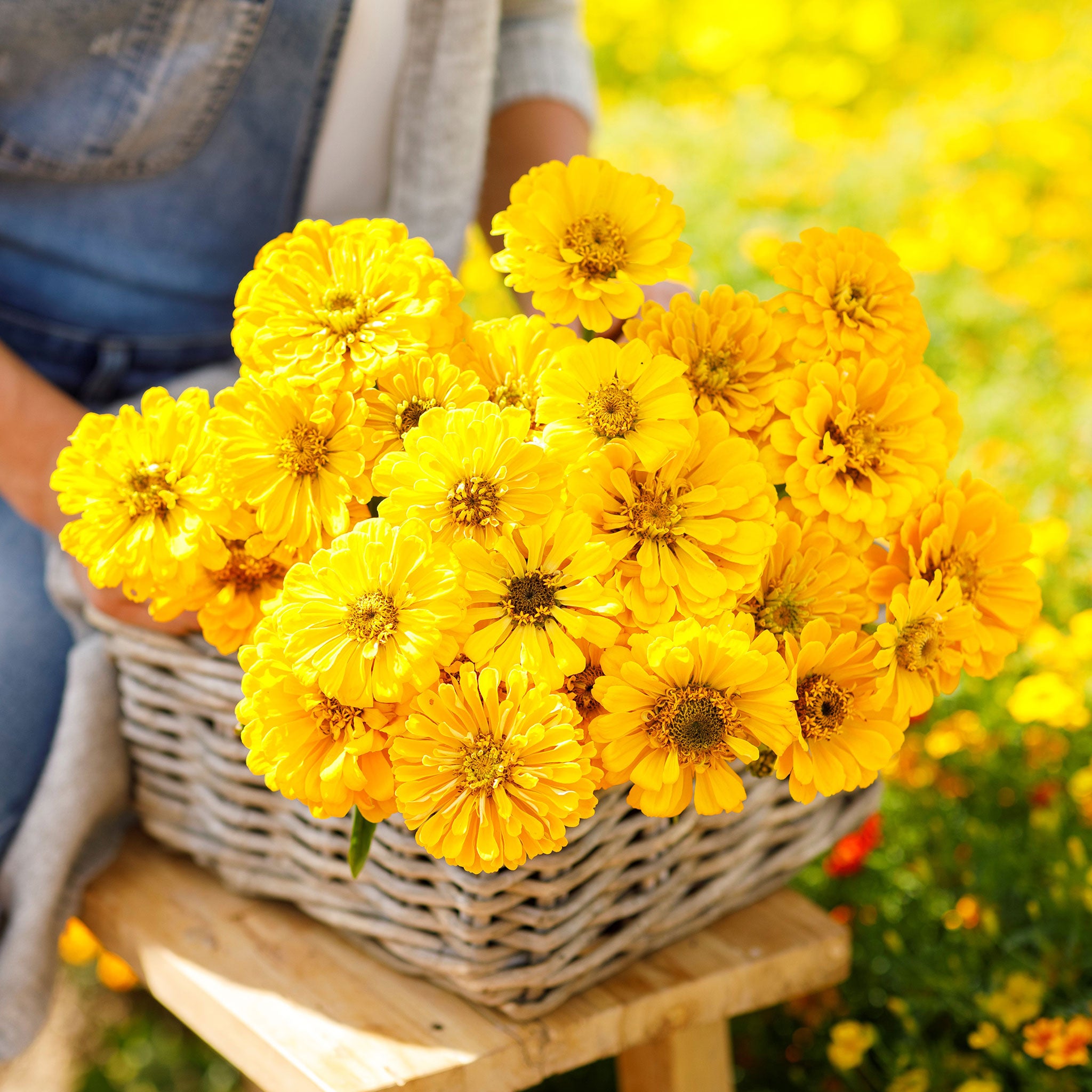Zinnia Seeds - Canary Bird