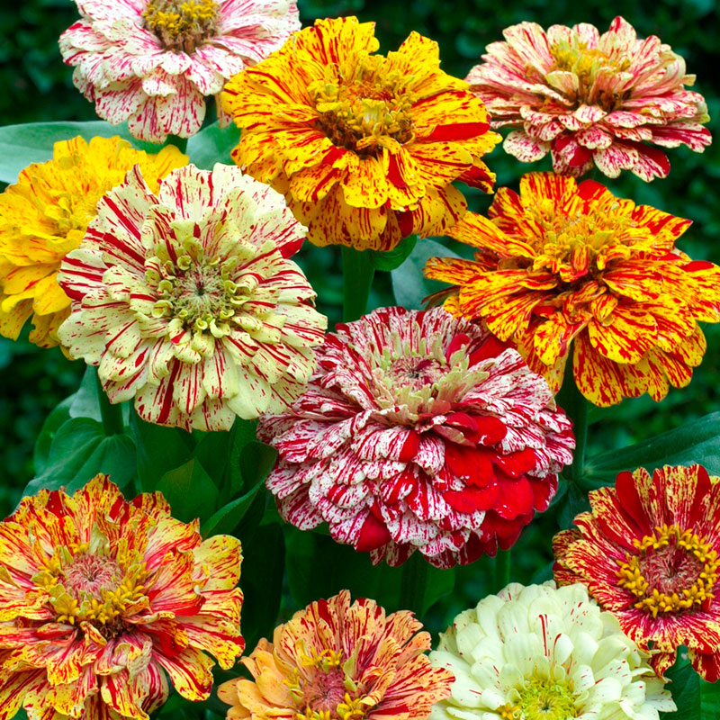 Zinnia Seeds - Candy Stripe Mixed