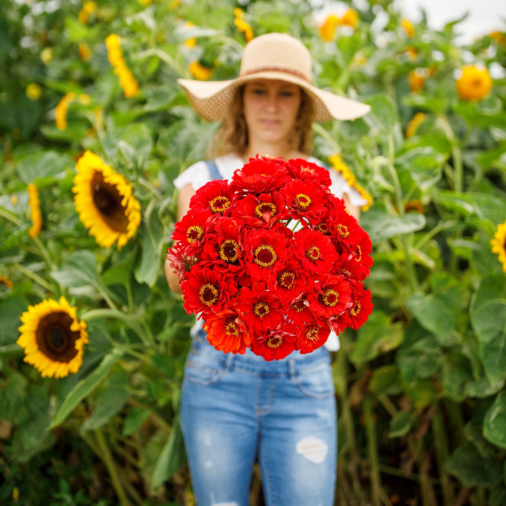 Zinnia Seeds - Cherry Queen