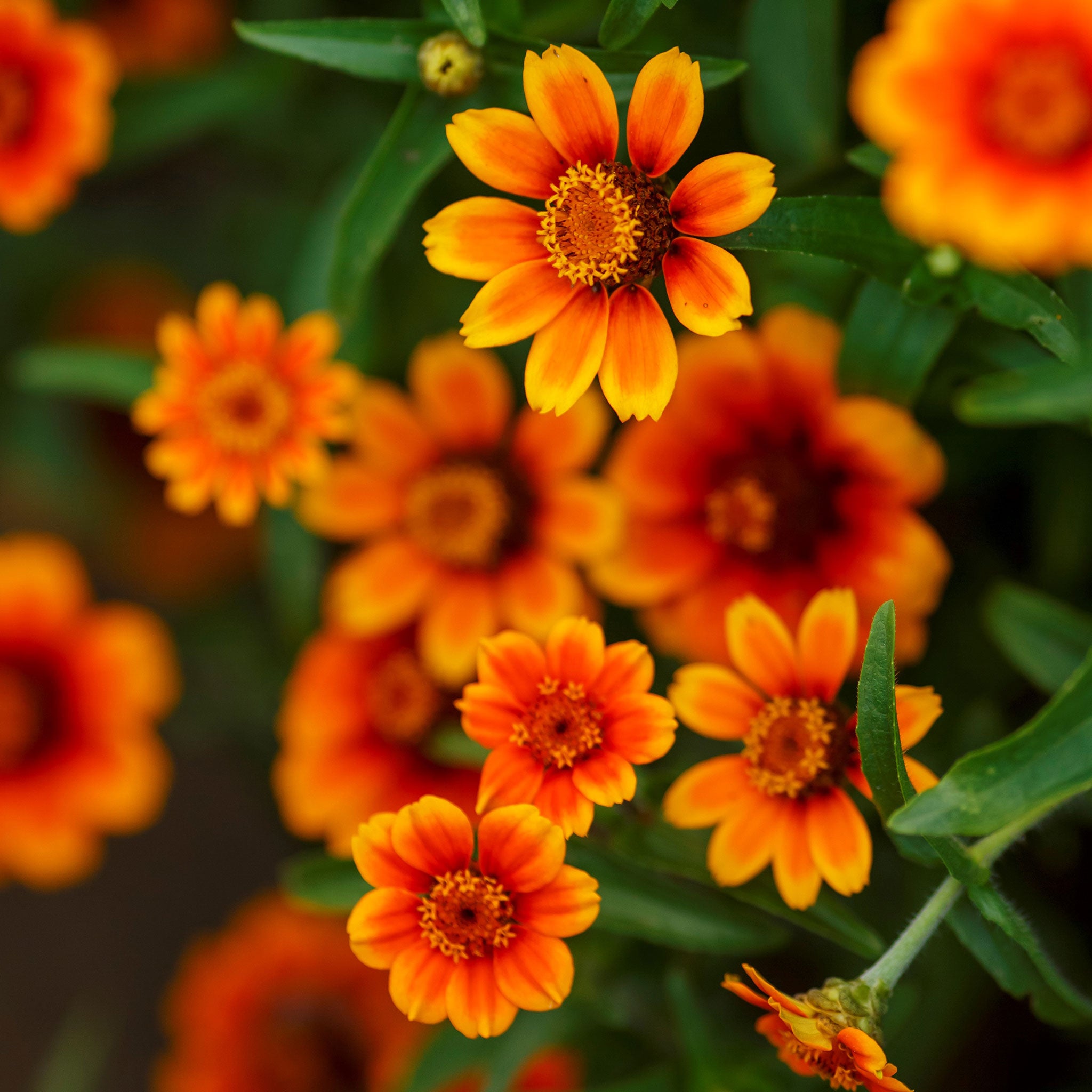 Zinnia Seeds - Chippendale Daisy