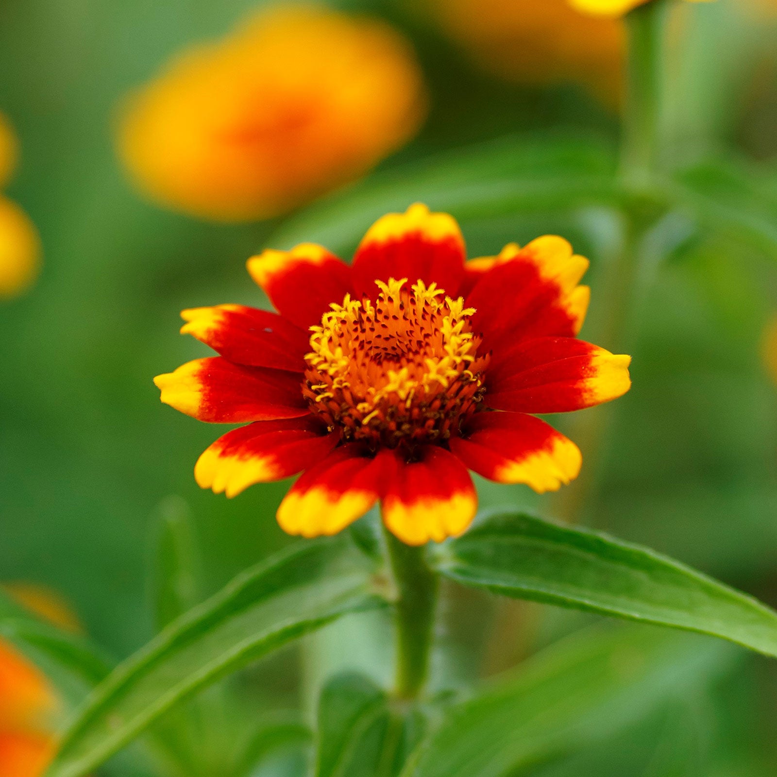 Zinnia Seeds - Chippendale Daisy