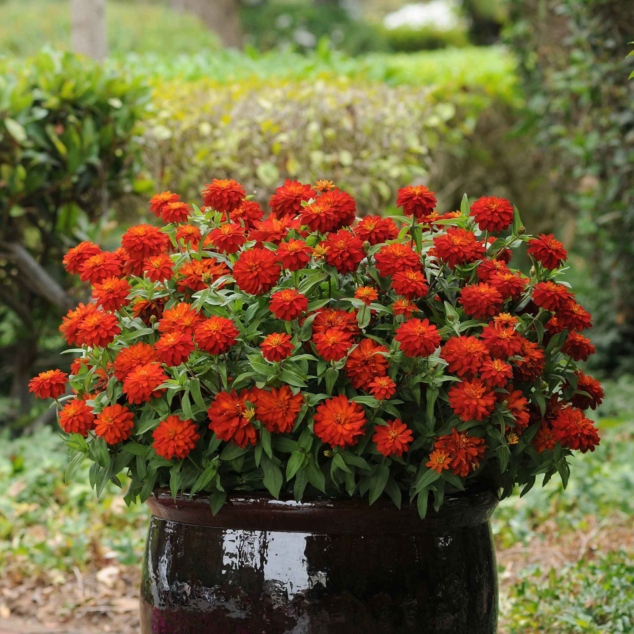 Zinnia Seeds - Double Zahara Fire