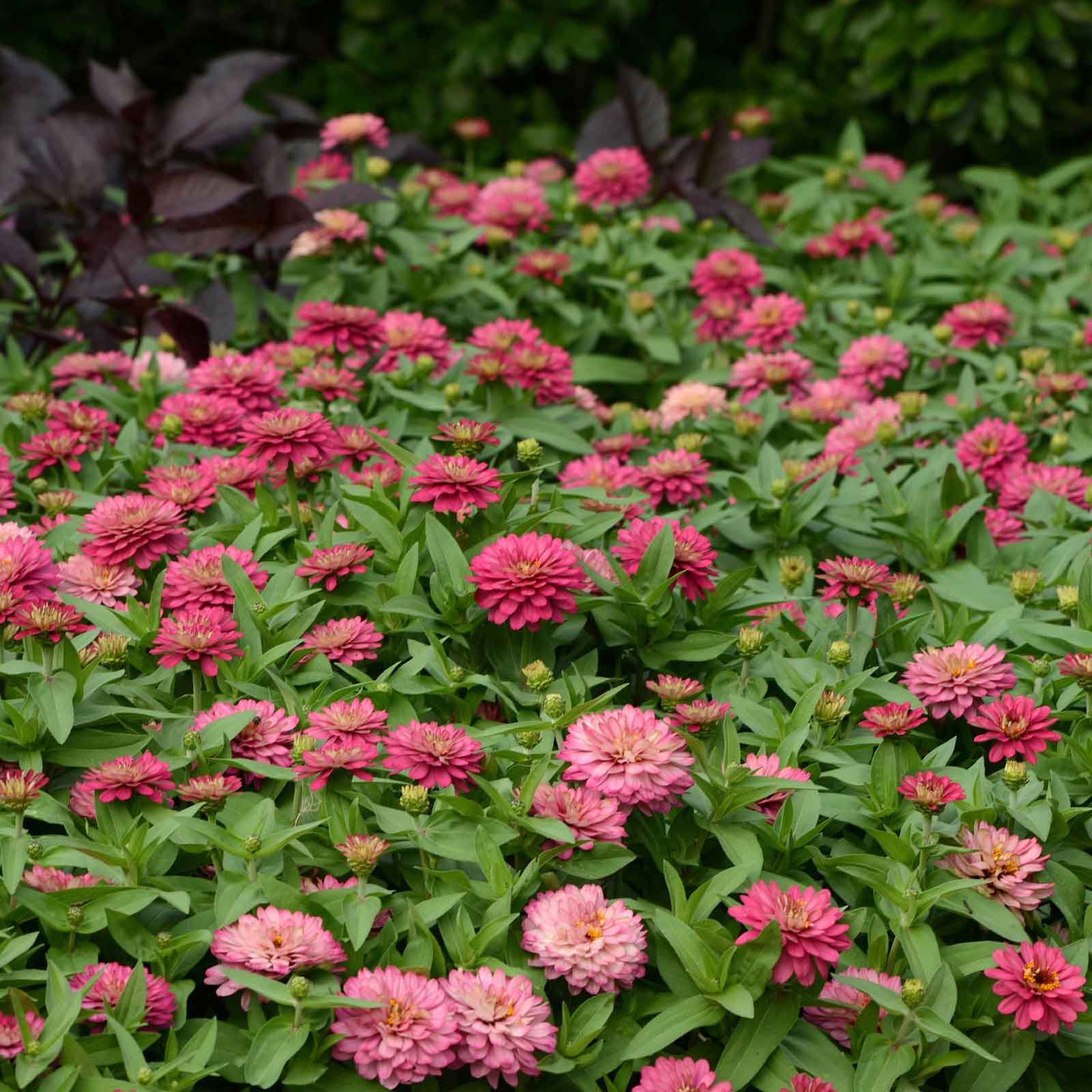 Zinnia Seeds - Double Zahara Salmon