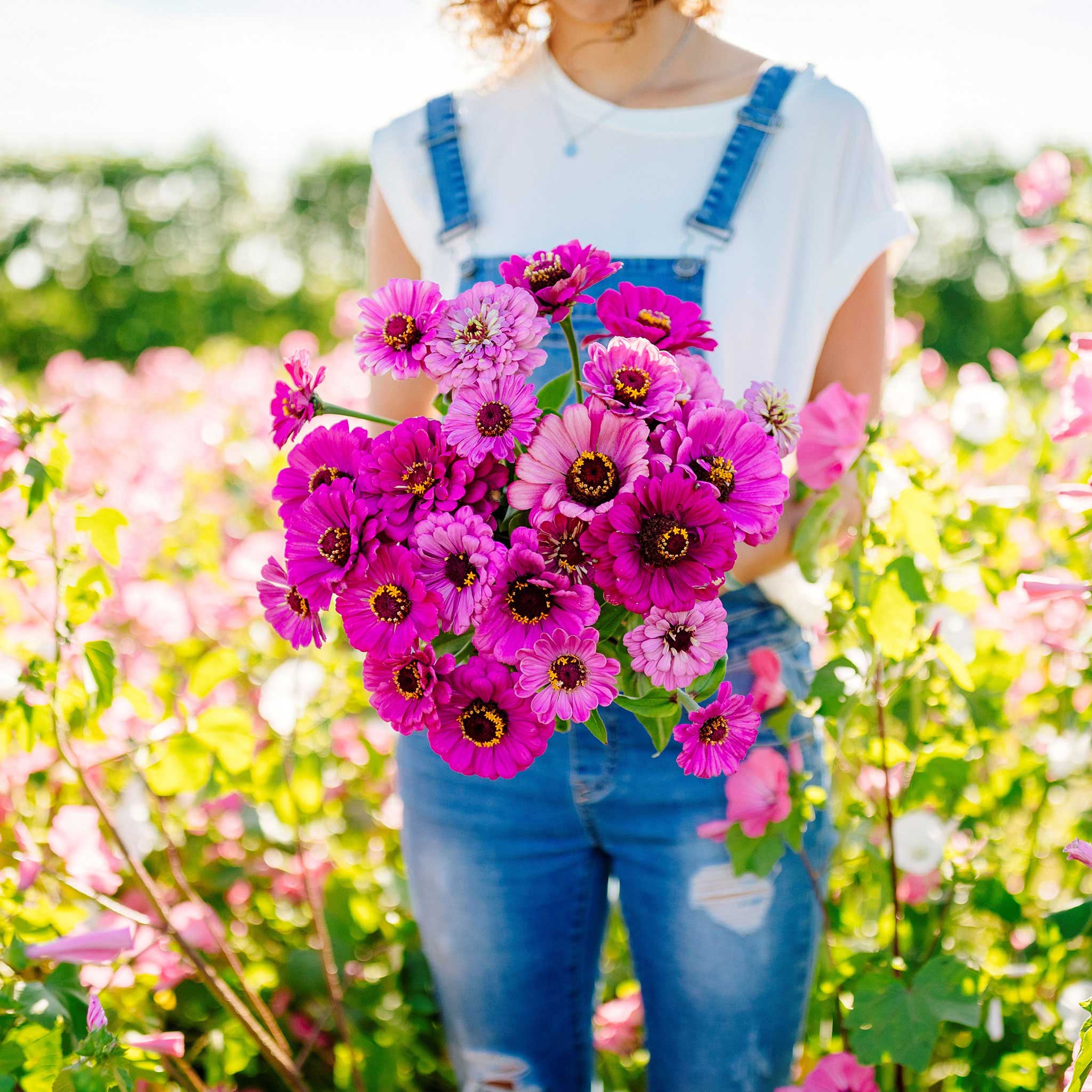 Zinnia Seeds - Dream
