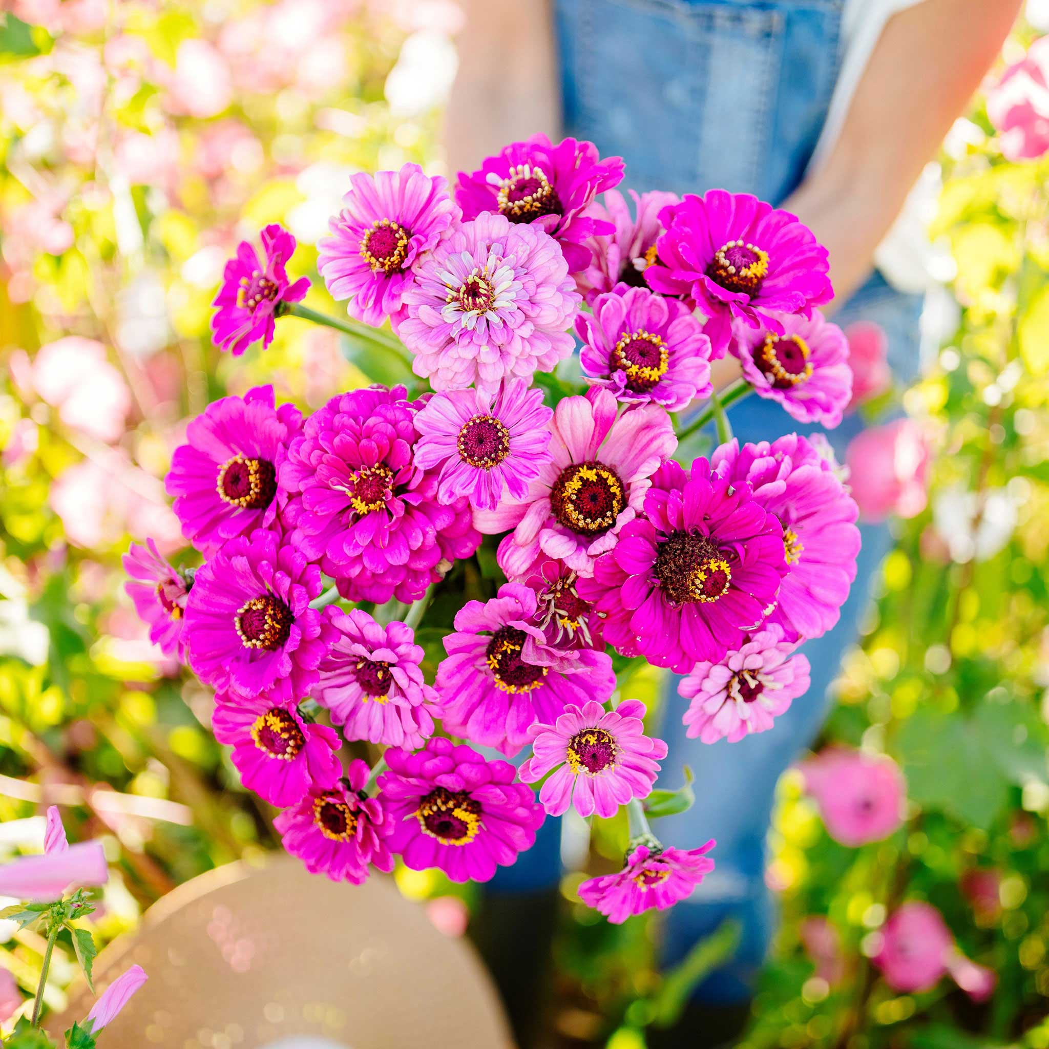 Zinnia Seeds - Dream