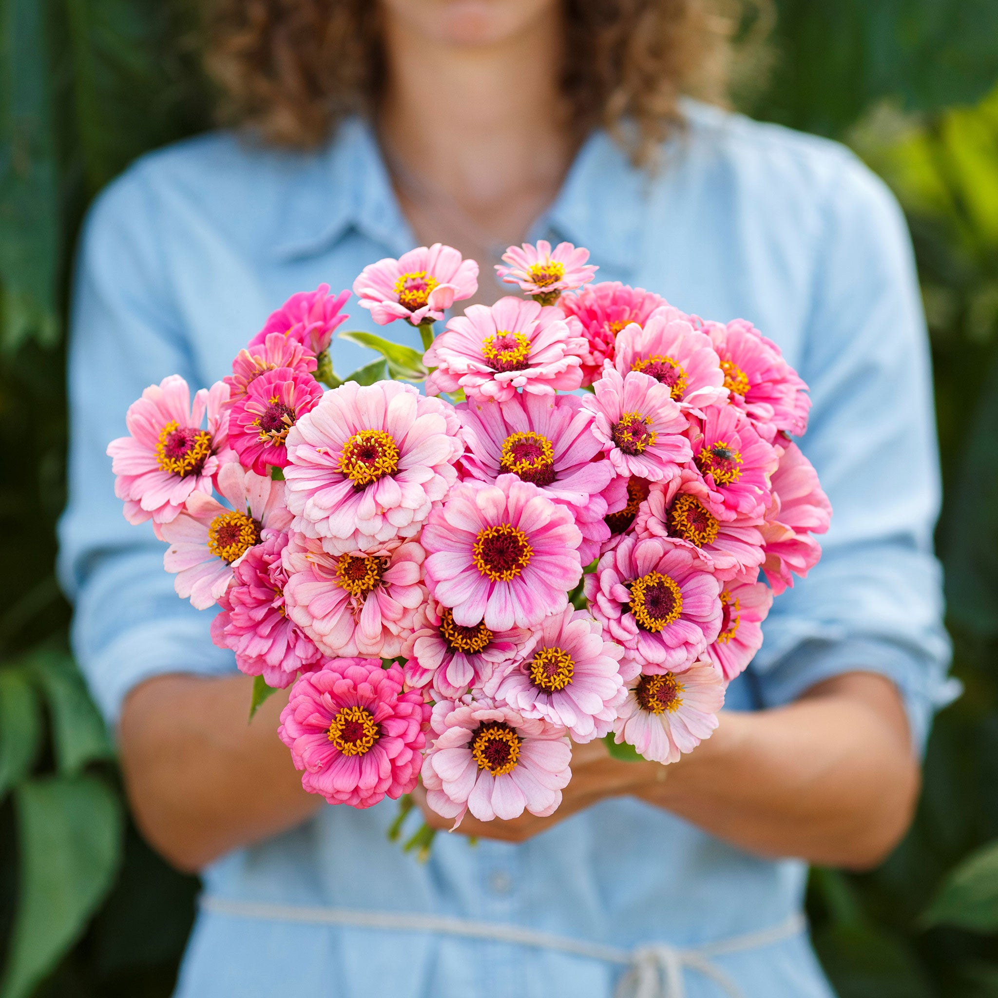 Zinnia Seeds - Exquisite
