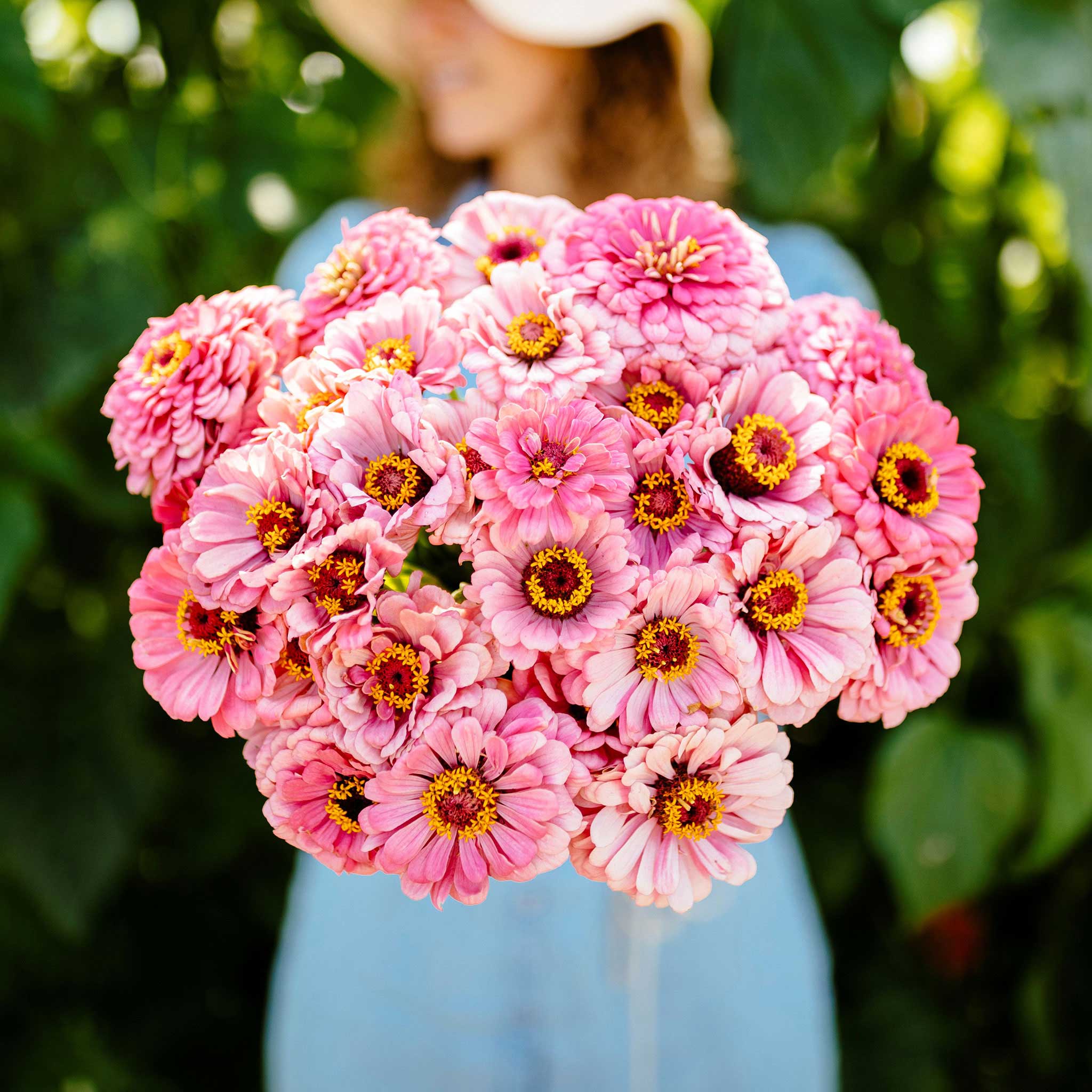 Zinnia Seeds - Illumination