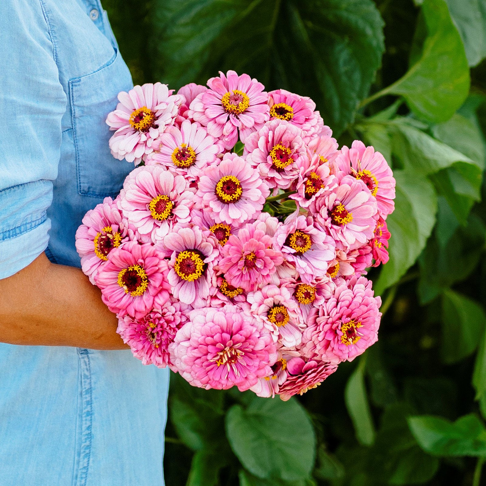Zinnia Seeds - Illumination