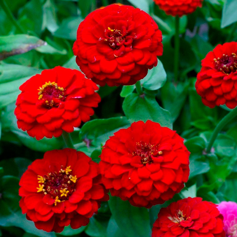 Zinnia Seeds - Lilliput Redman
