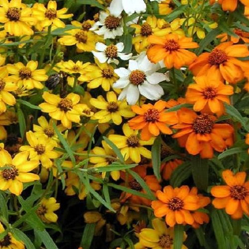 Zinnia Seeds - Linearis Mix