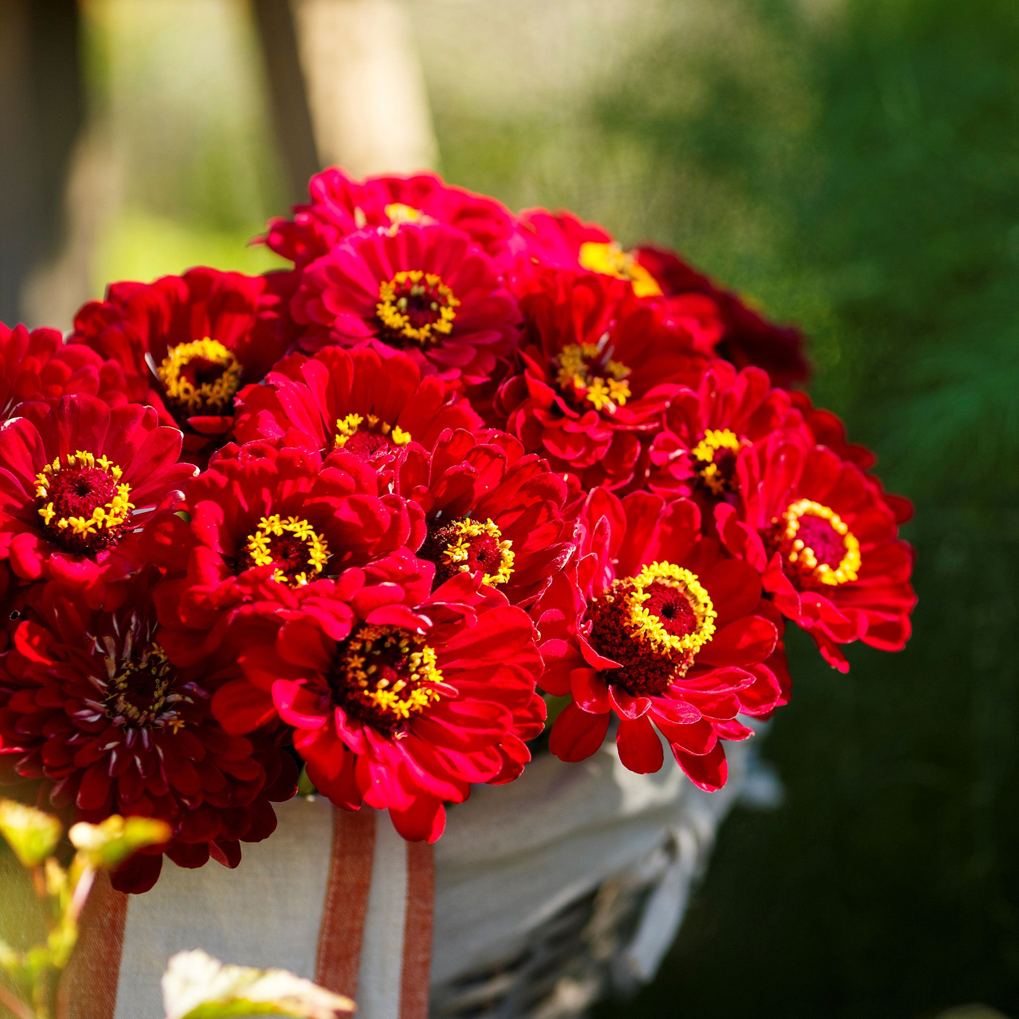 Zinnia Seeds - Meteor